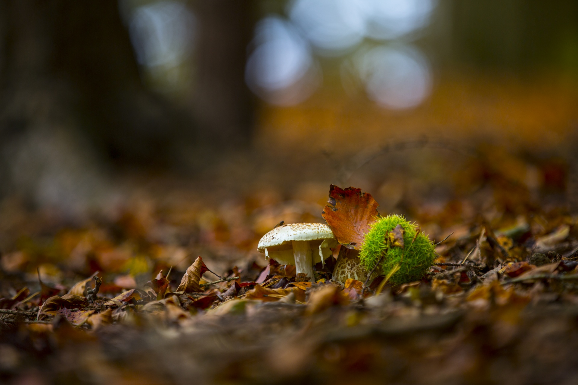 mushroom common meal free photo