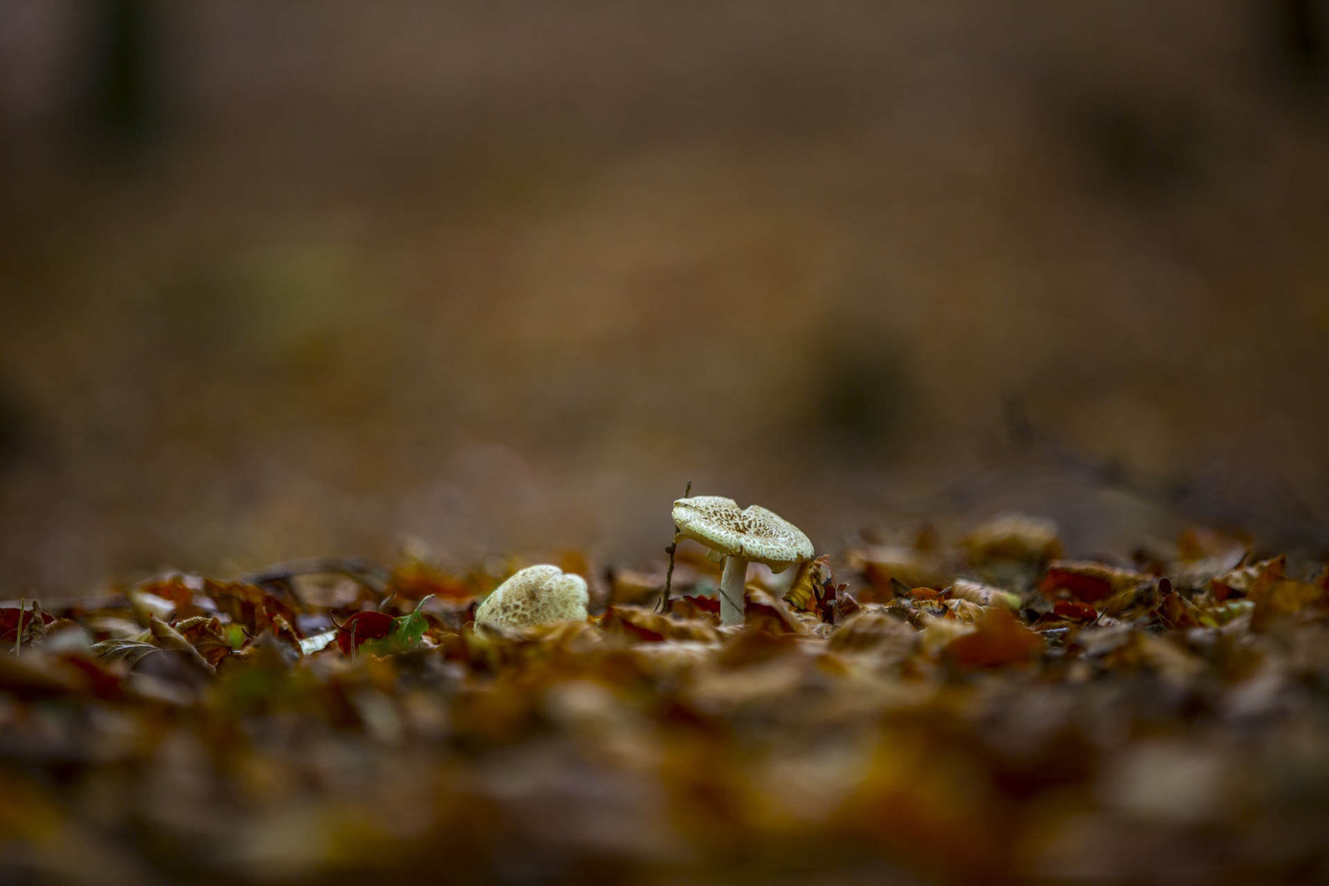 mushroom common meal free photo