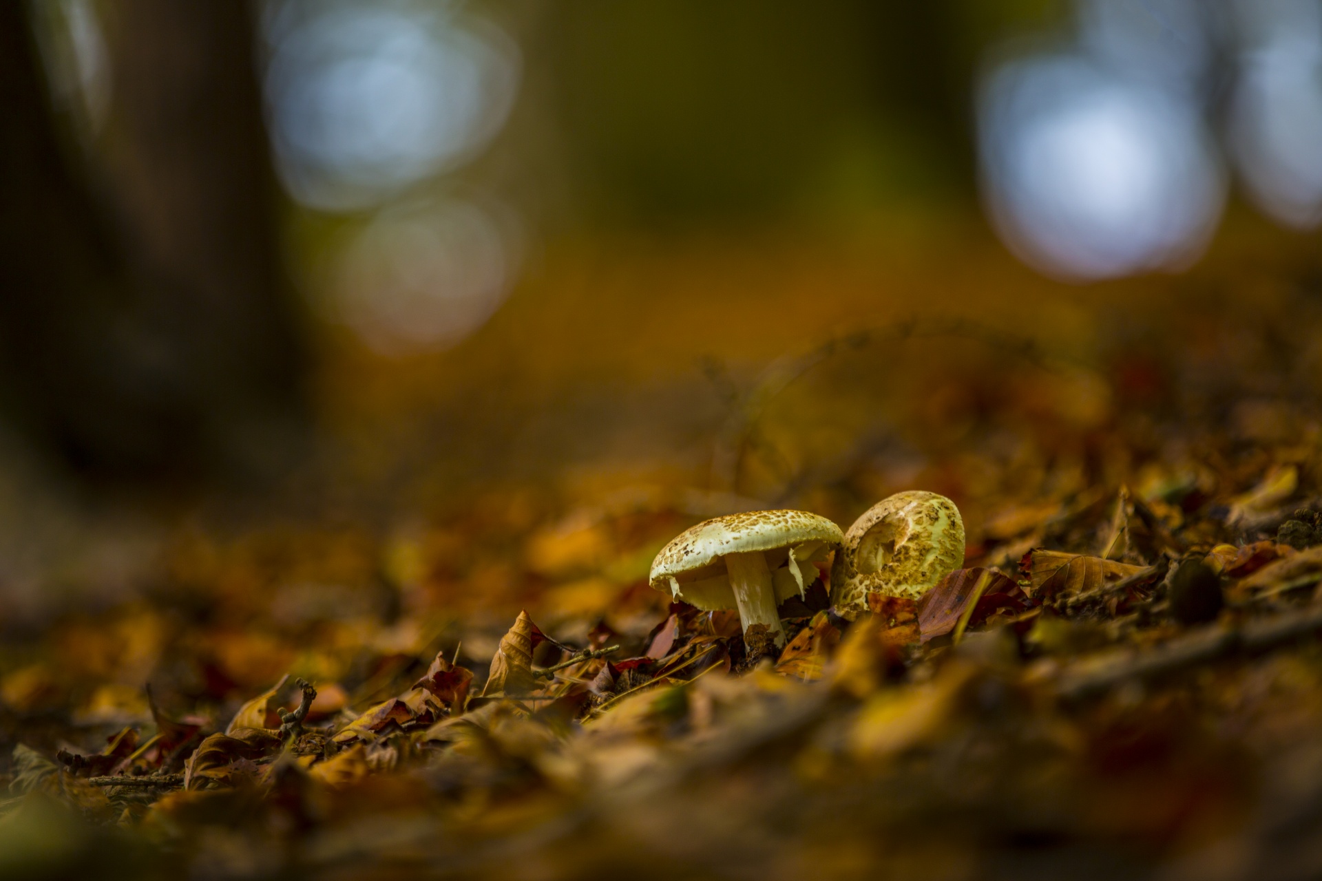 mushroom common meal free photo