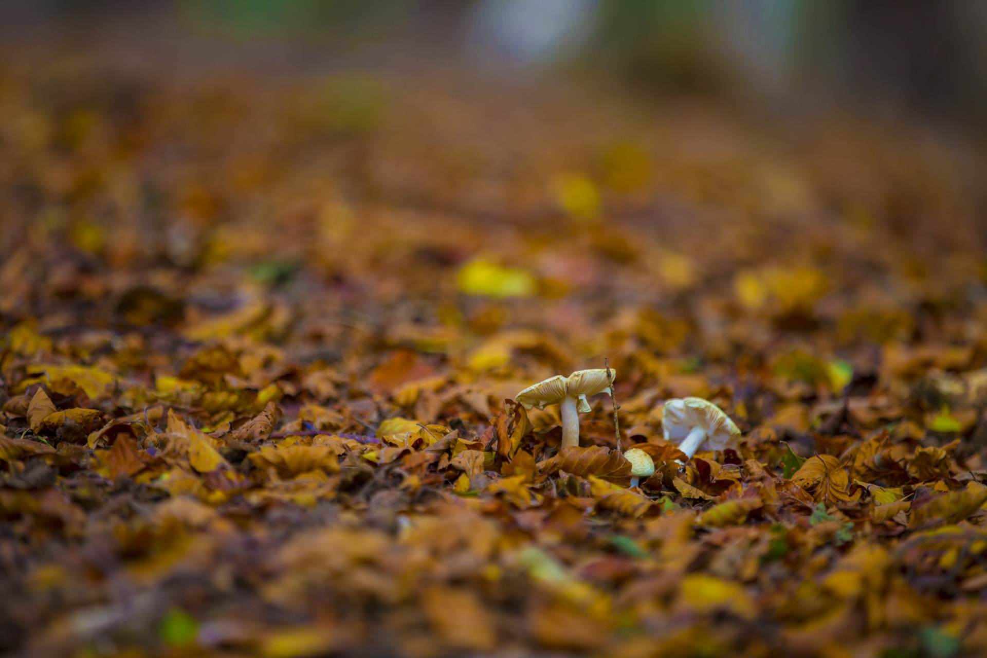 mushroom common meal free photo