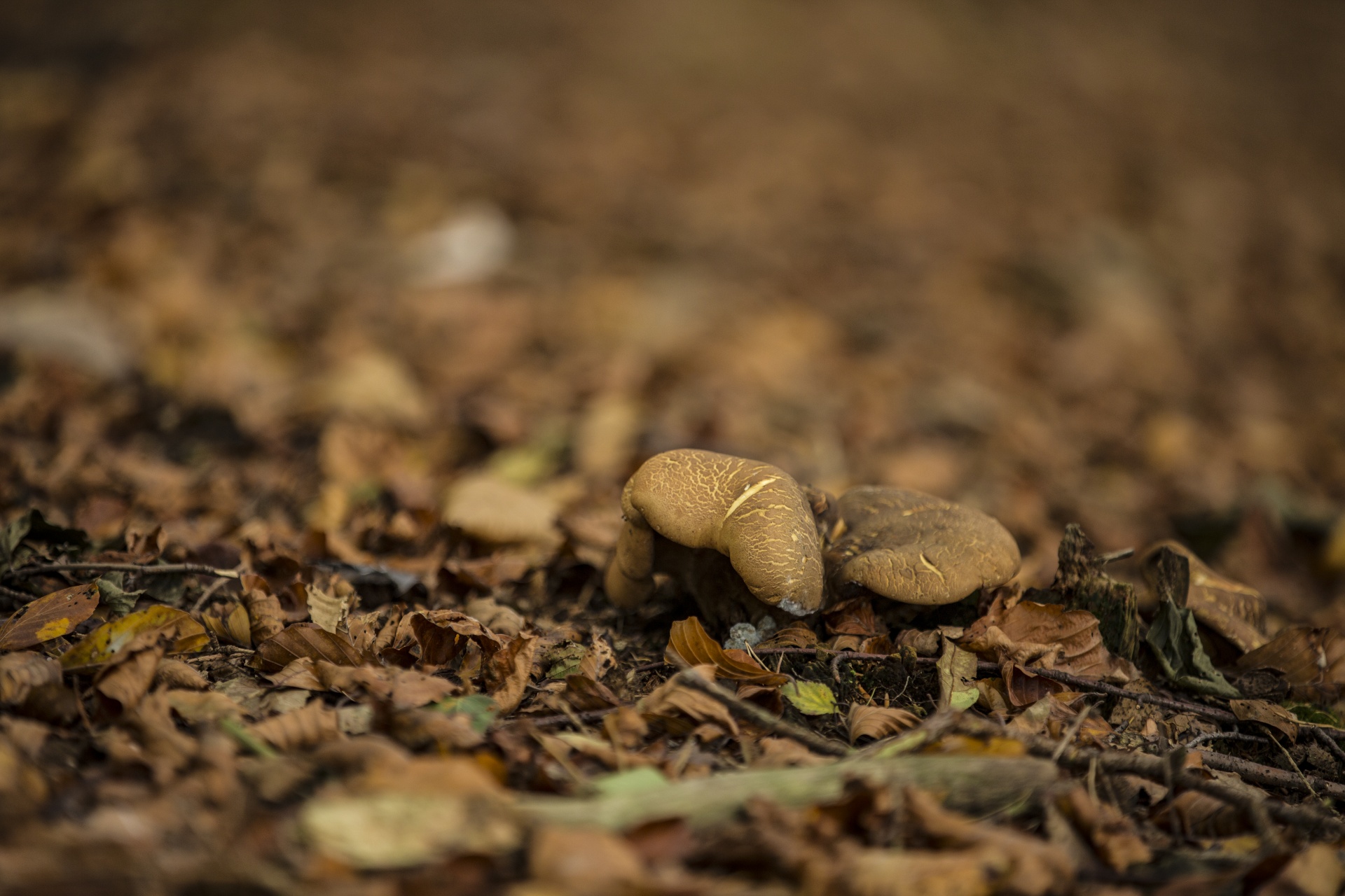 mushroom common meal free photo