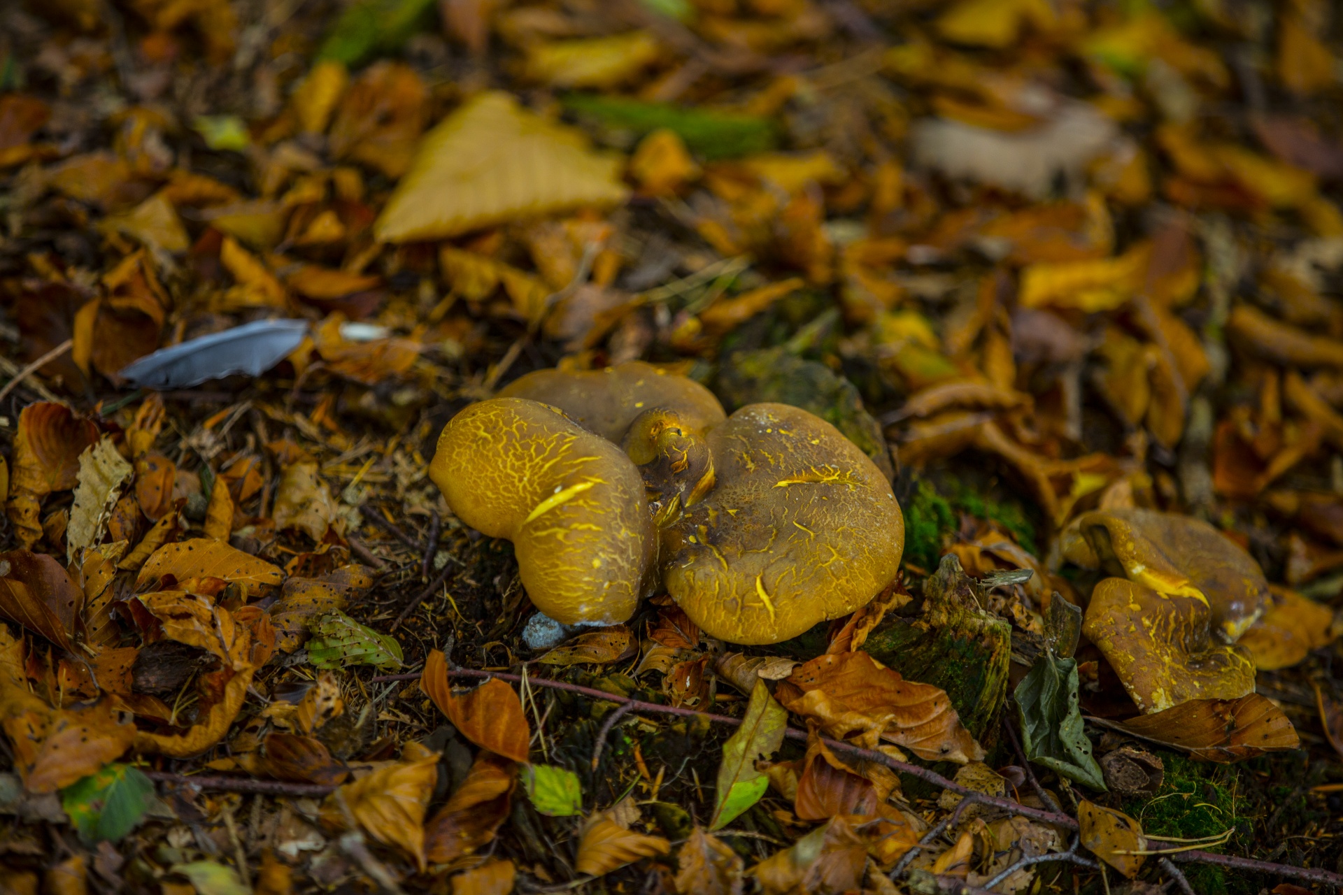 mushroom common meal free photo