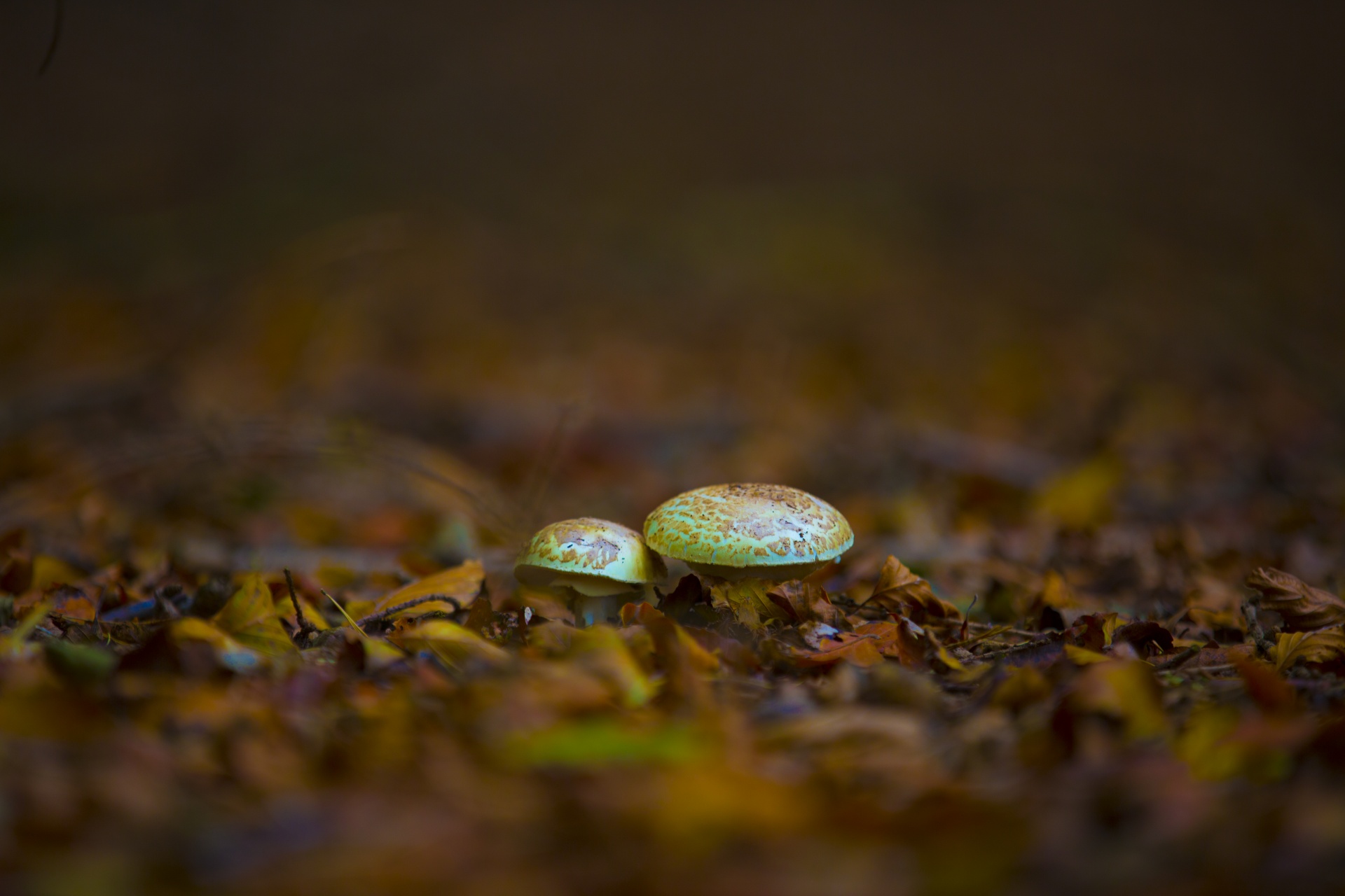 mushroom common meal free photo