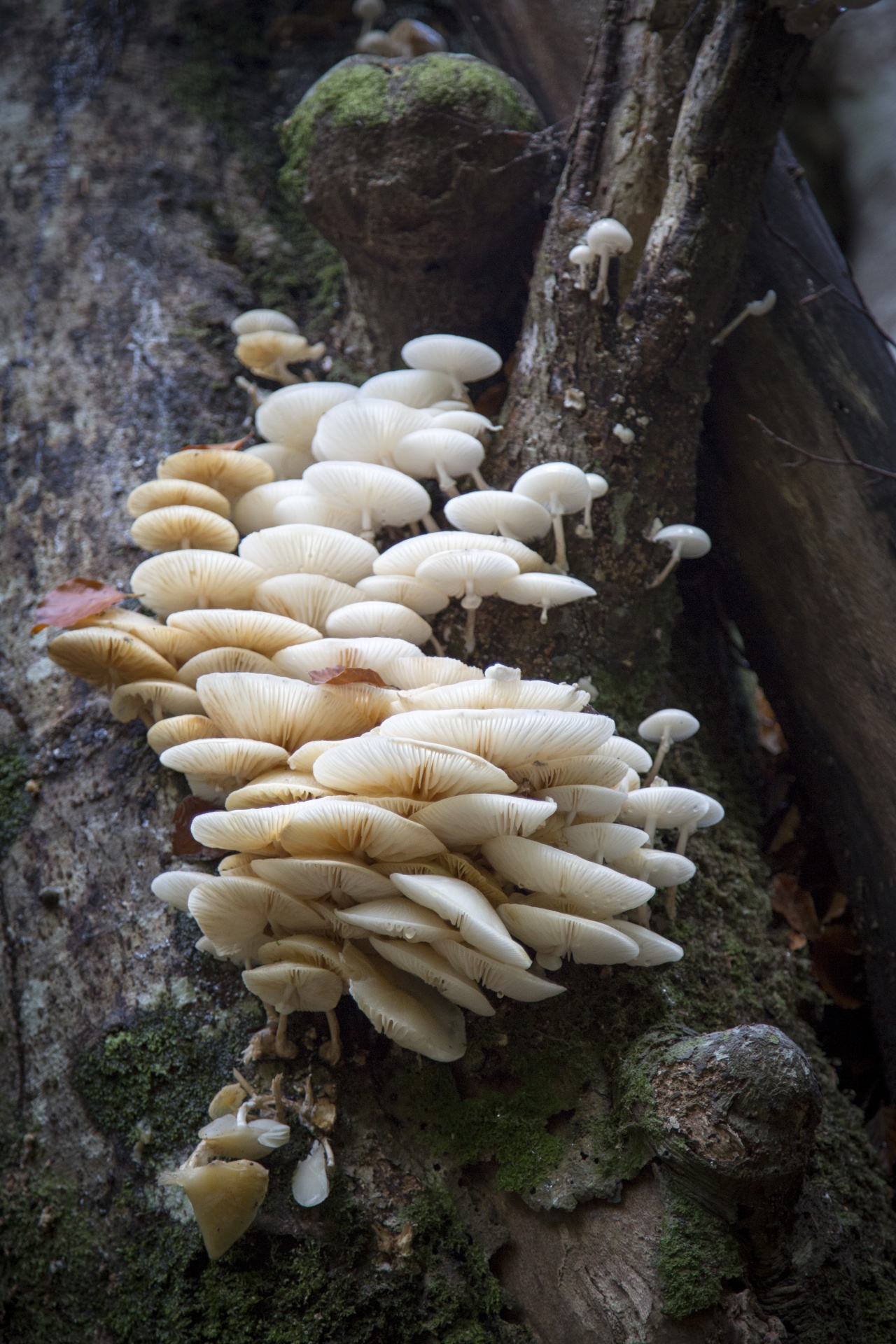 mushroom common fungi free photo