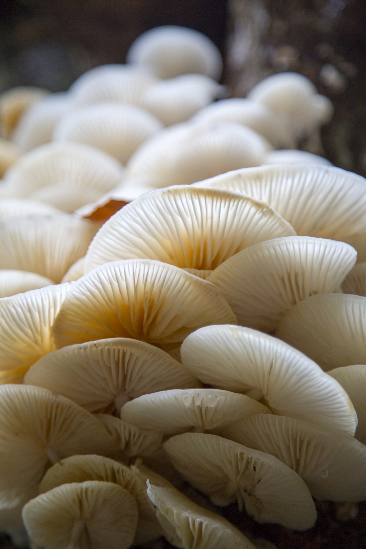 mushroom common fungi free photo