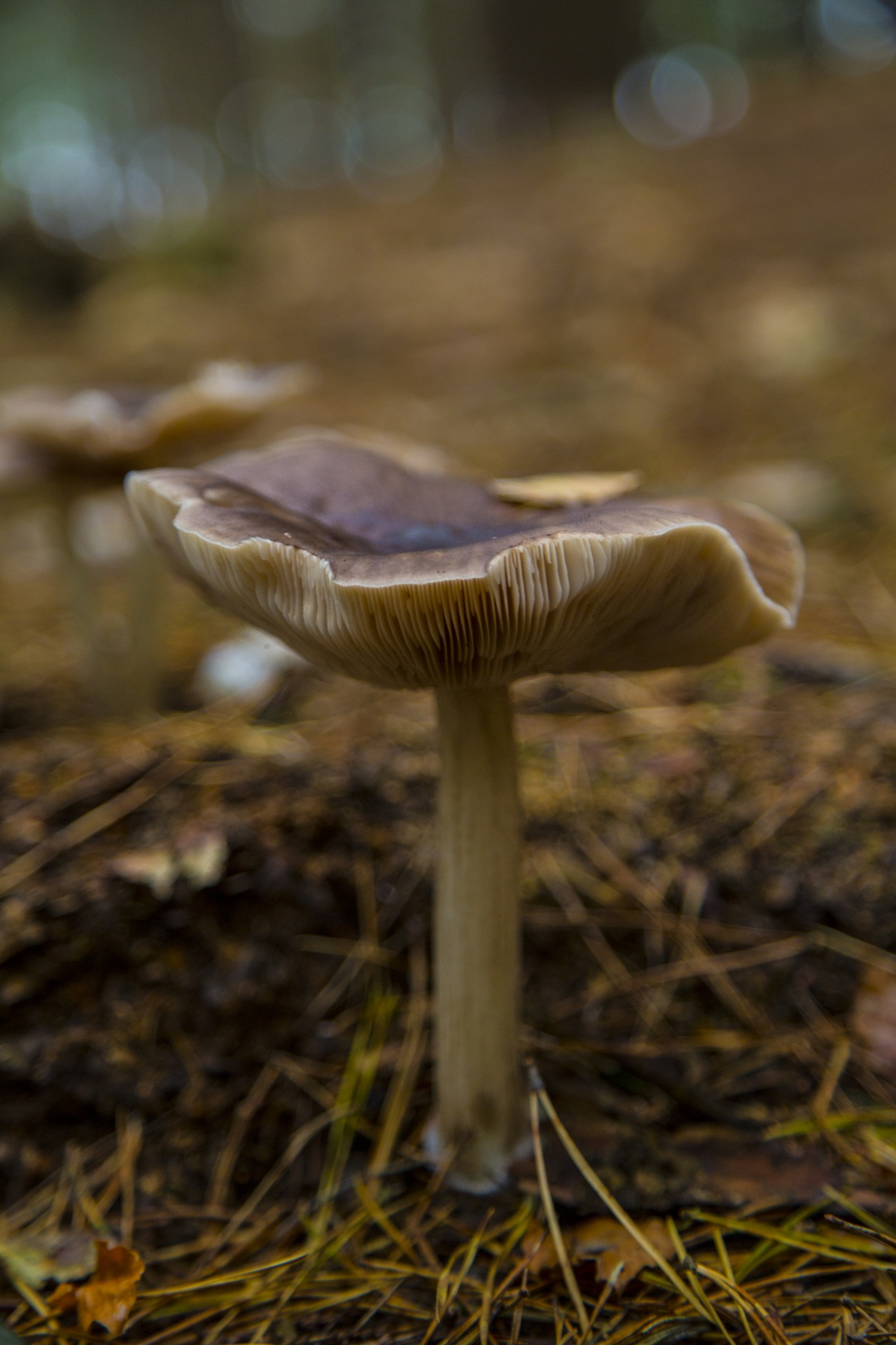 mushroom common fungi free photo