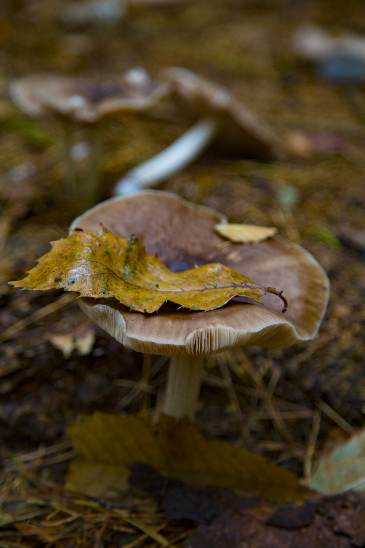 mushroom common fungi free photo