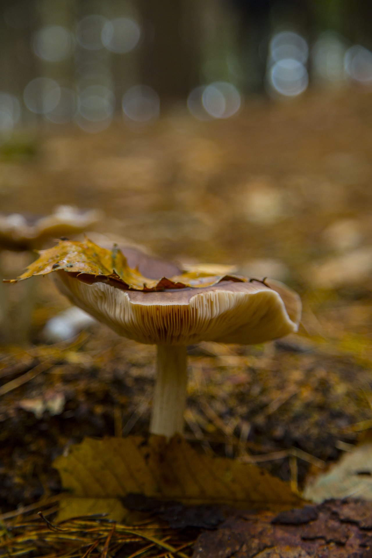 mushroom common fungi free photo