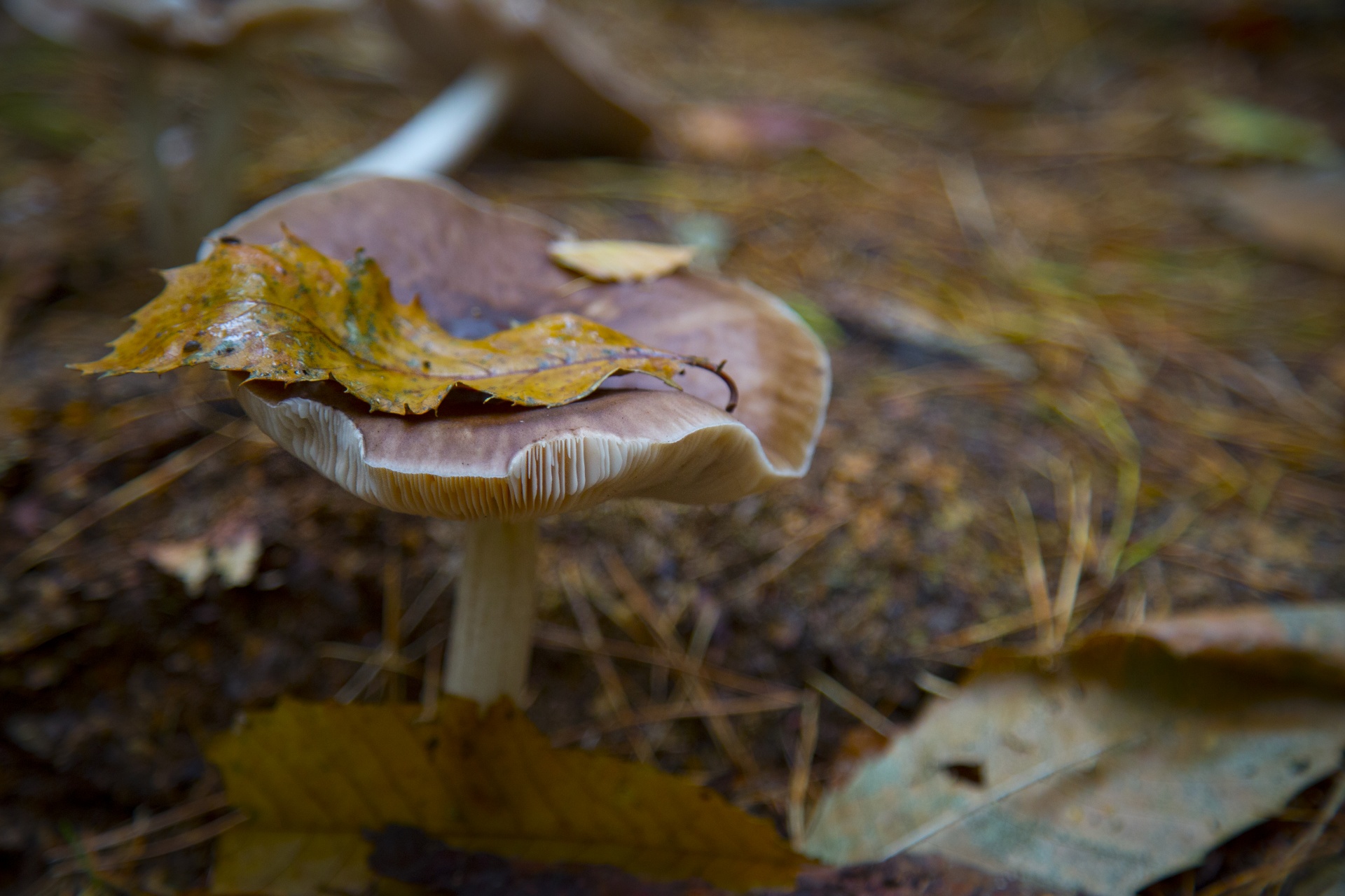 mushroom common fungi free photo