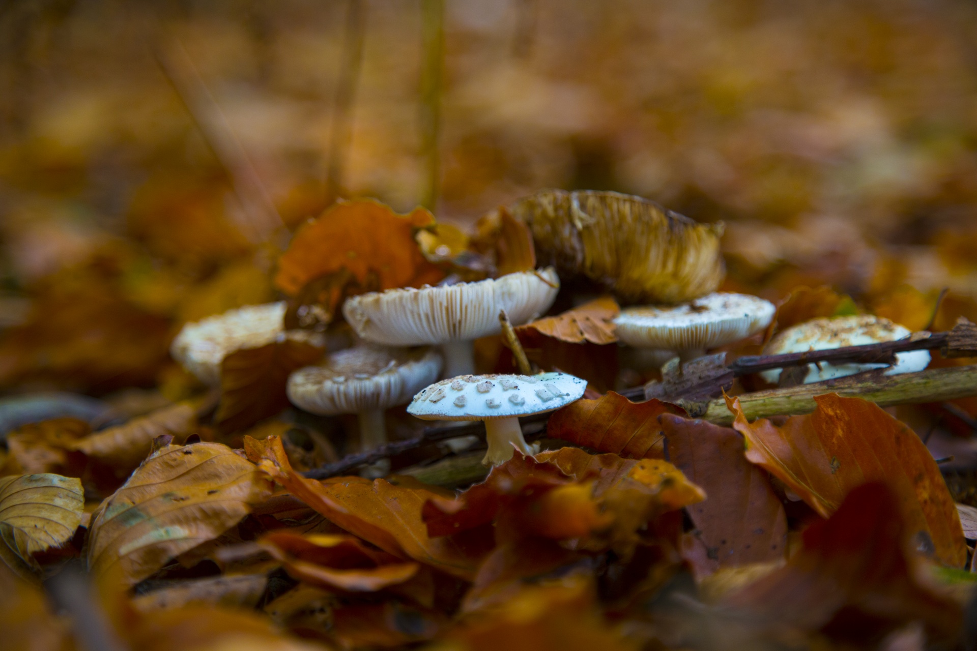 mushroom common fungi free photo