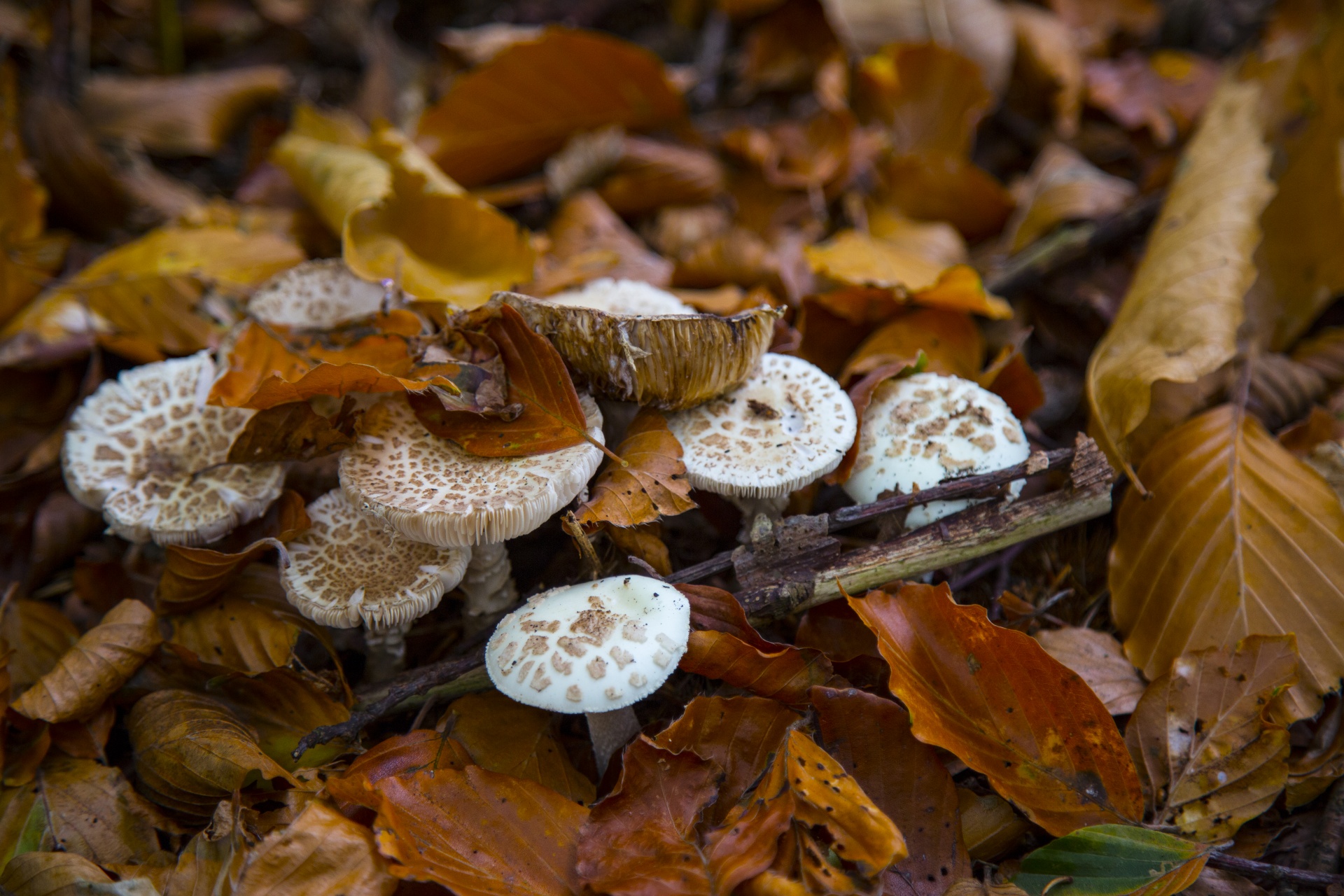 mushroom common fungi free photo