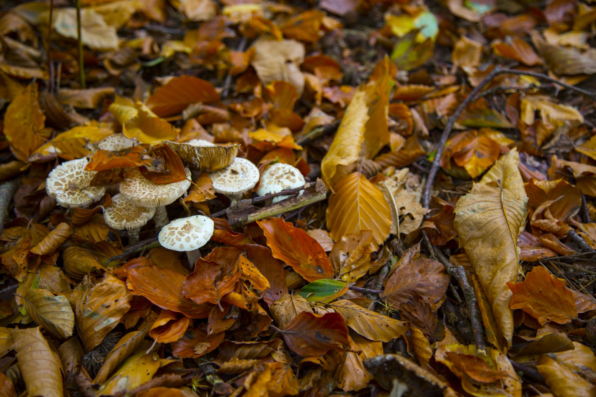 mushroom common fungi free photo