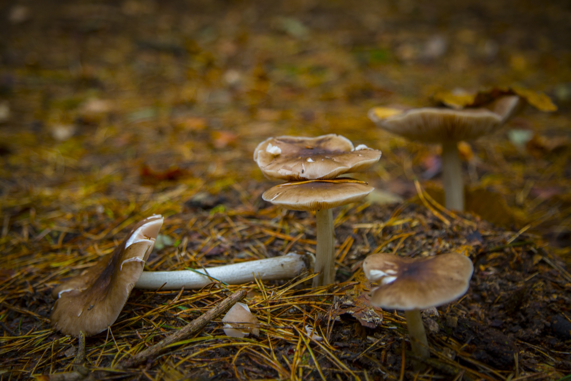 mushroom common fungi free photo