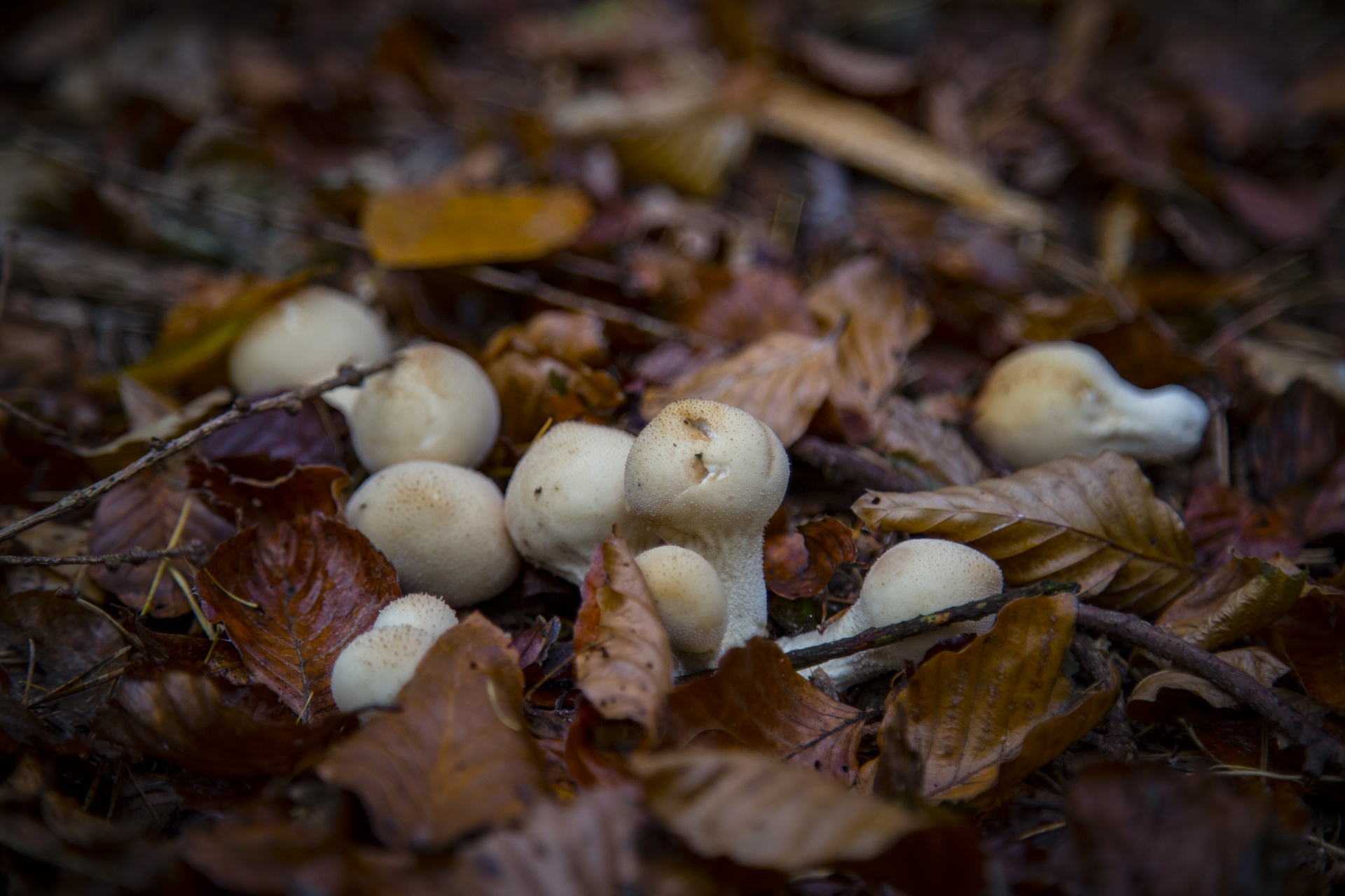 mushroom common meal free photo