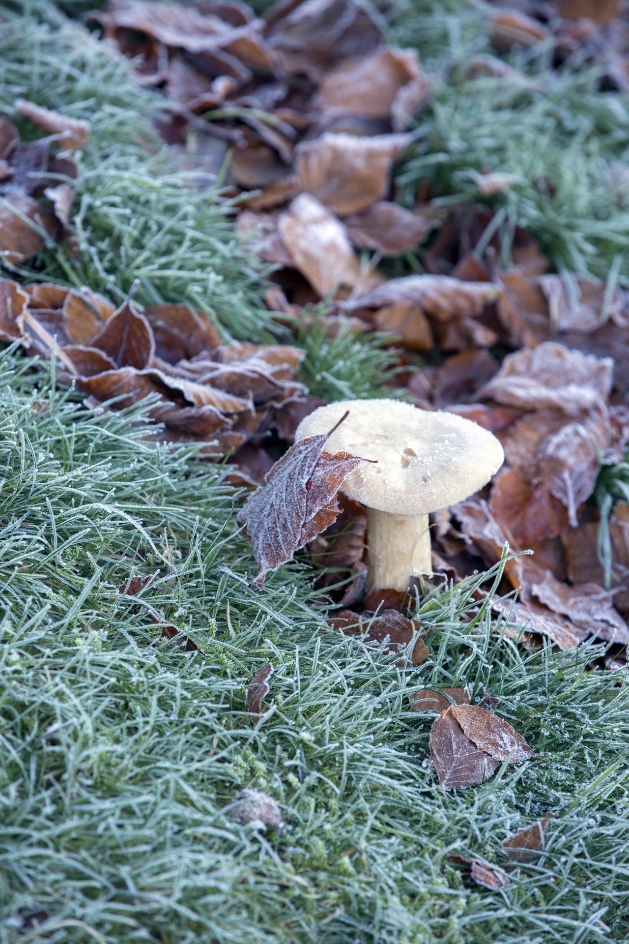 mushroom common meal free photo