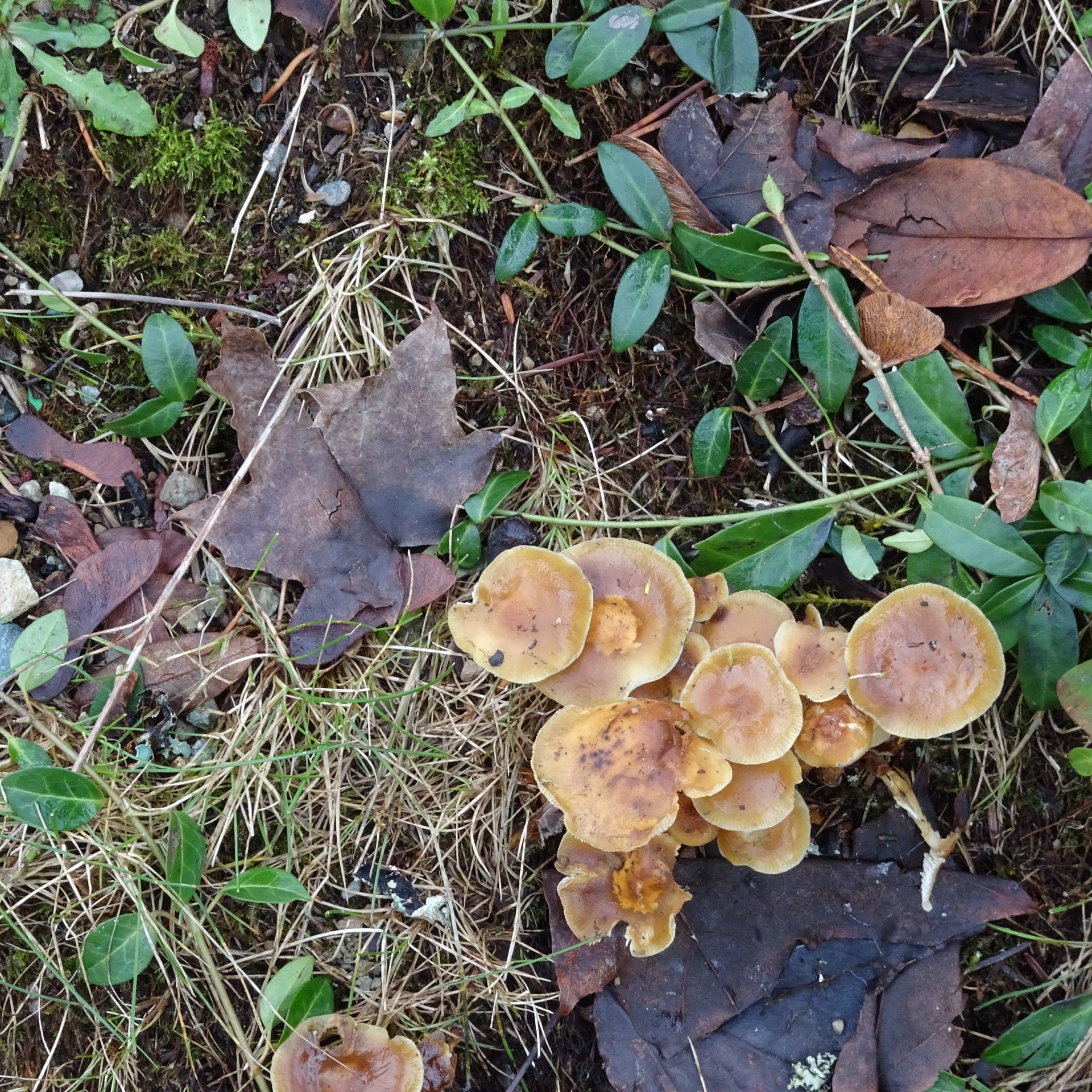 top view mushrooms free photo