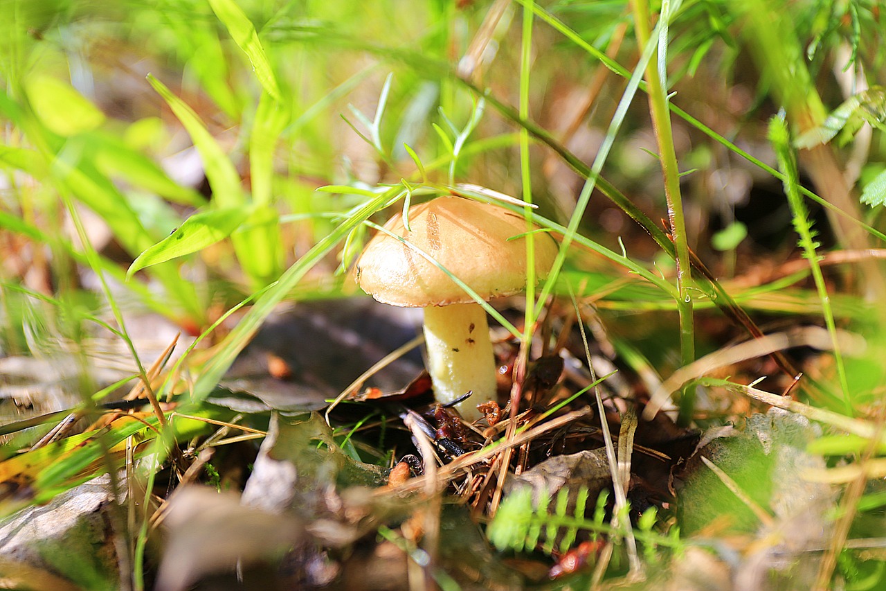 mushrooms greasers forest free photo