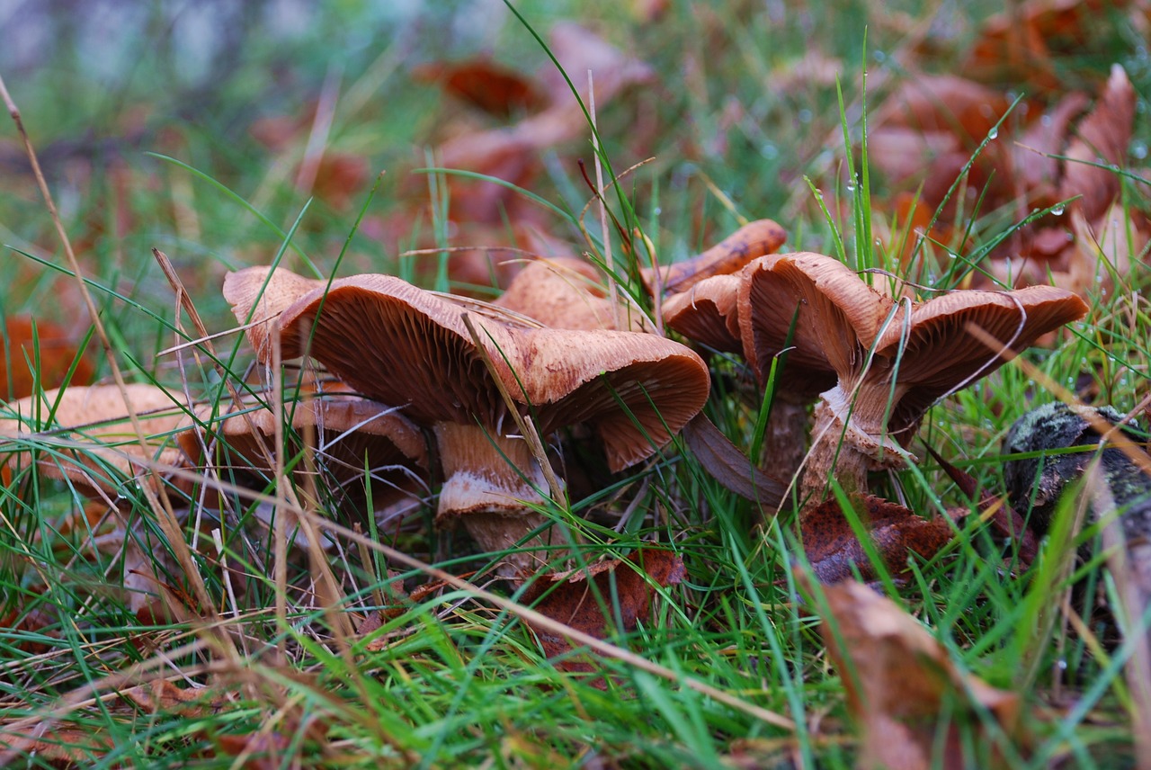 mushrooms autumn nature free photo