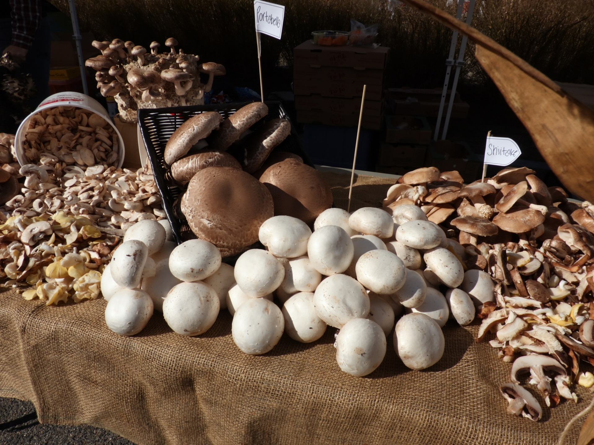 farmer's market mushrooms garden free photo