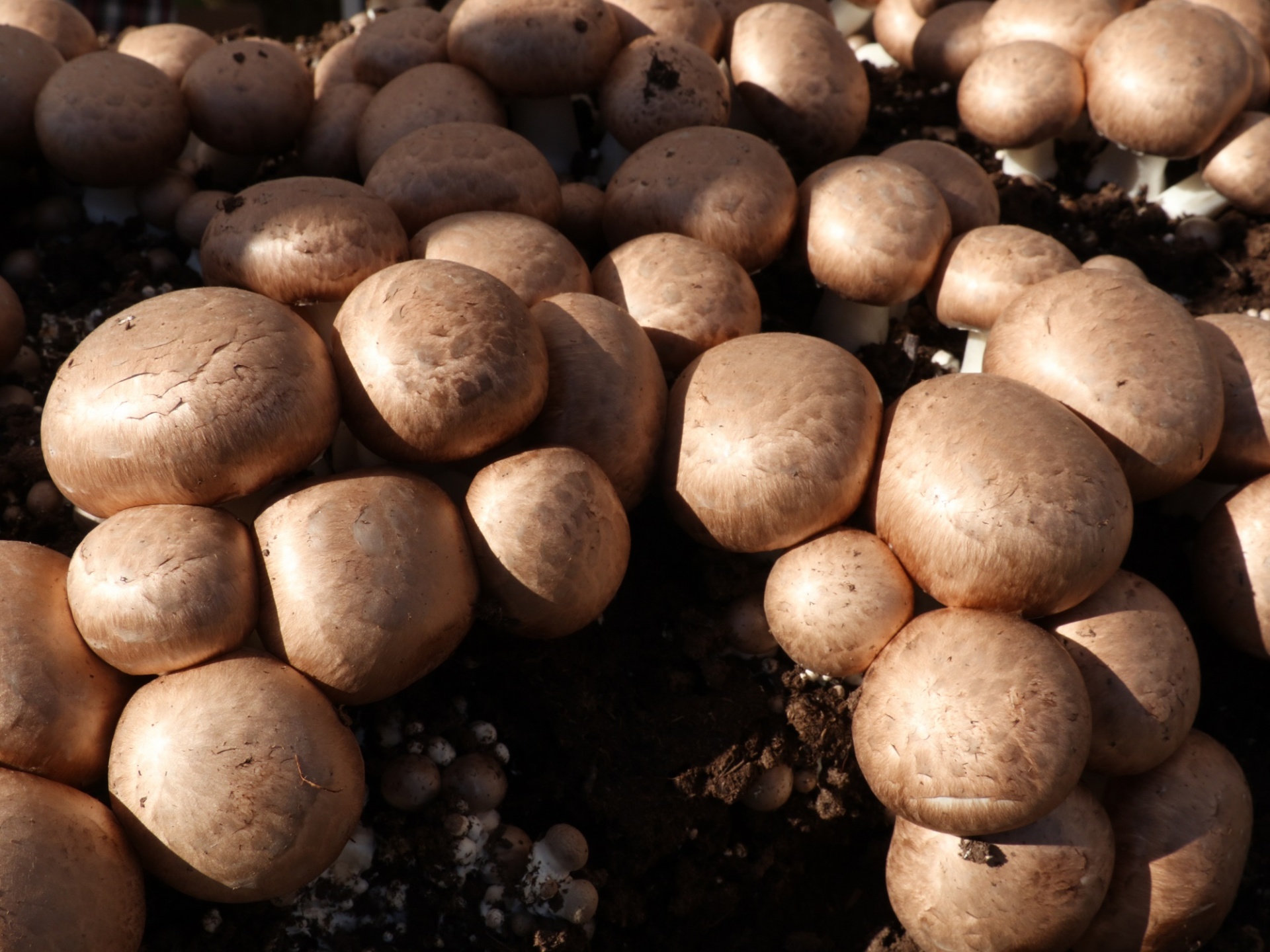 mushrooms growing living free photo