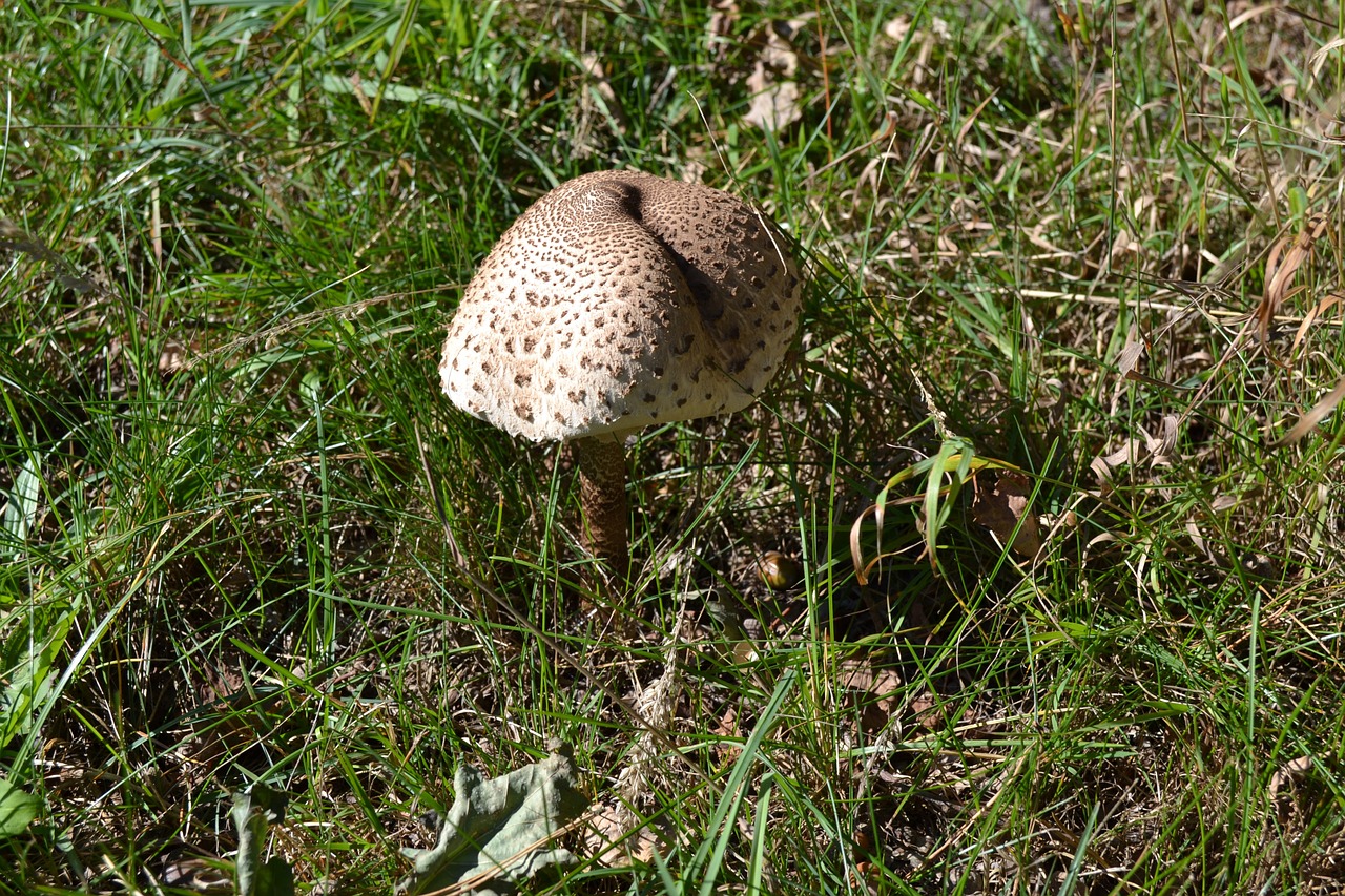 mushrooms summer nature free photo