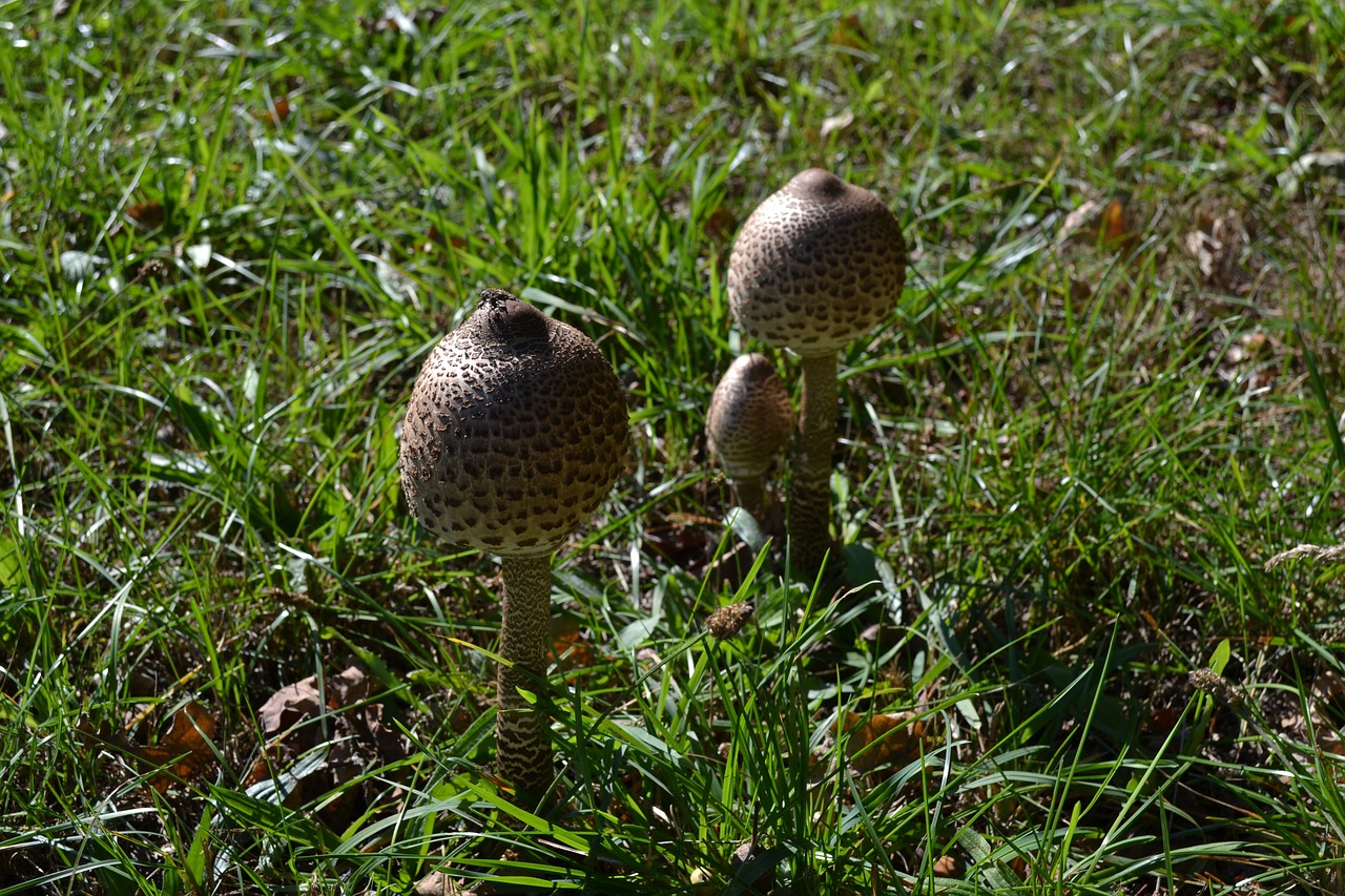 mushrooms summer nature free photo