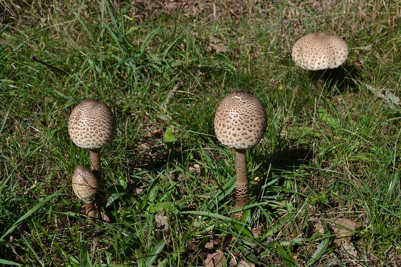 mushrooms summer nature free photo