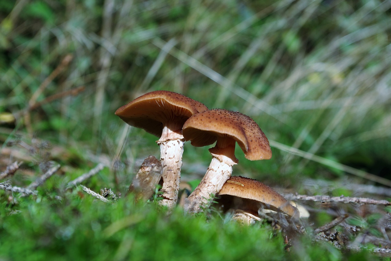 mushrooms forest edible free photo