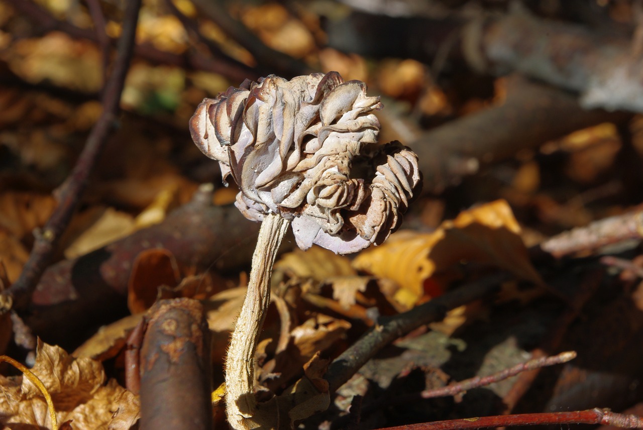 mushrooms dry forest free photo