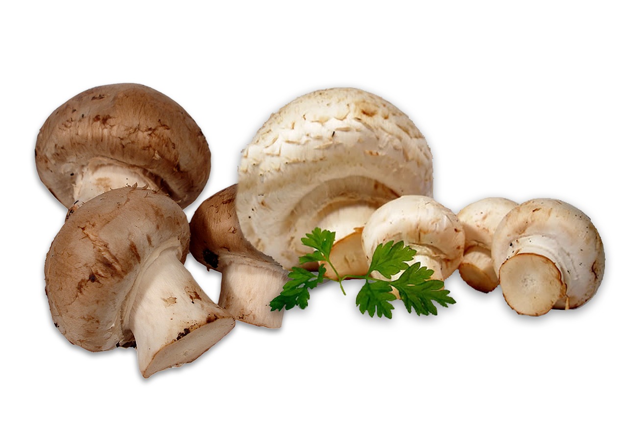 mushrooms white mushroom brown mushroom free photo
