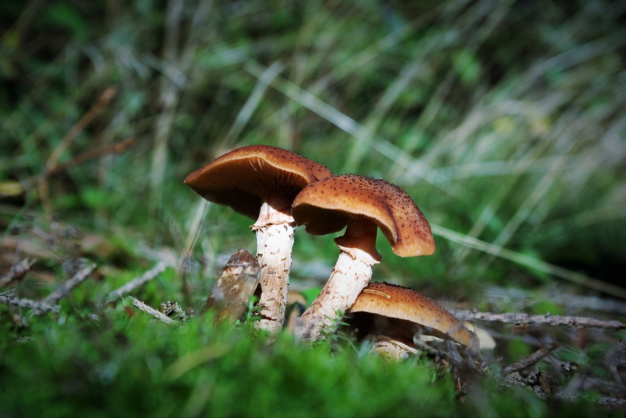 mushrooms forest toxic free photo