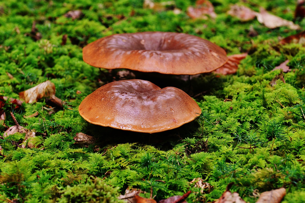 mushrooms forest nature free photo