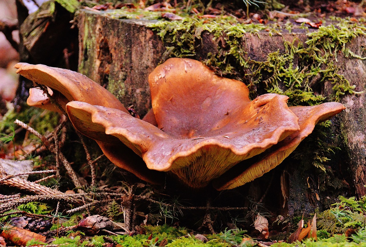 mushrooms forest nature free photo