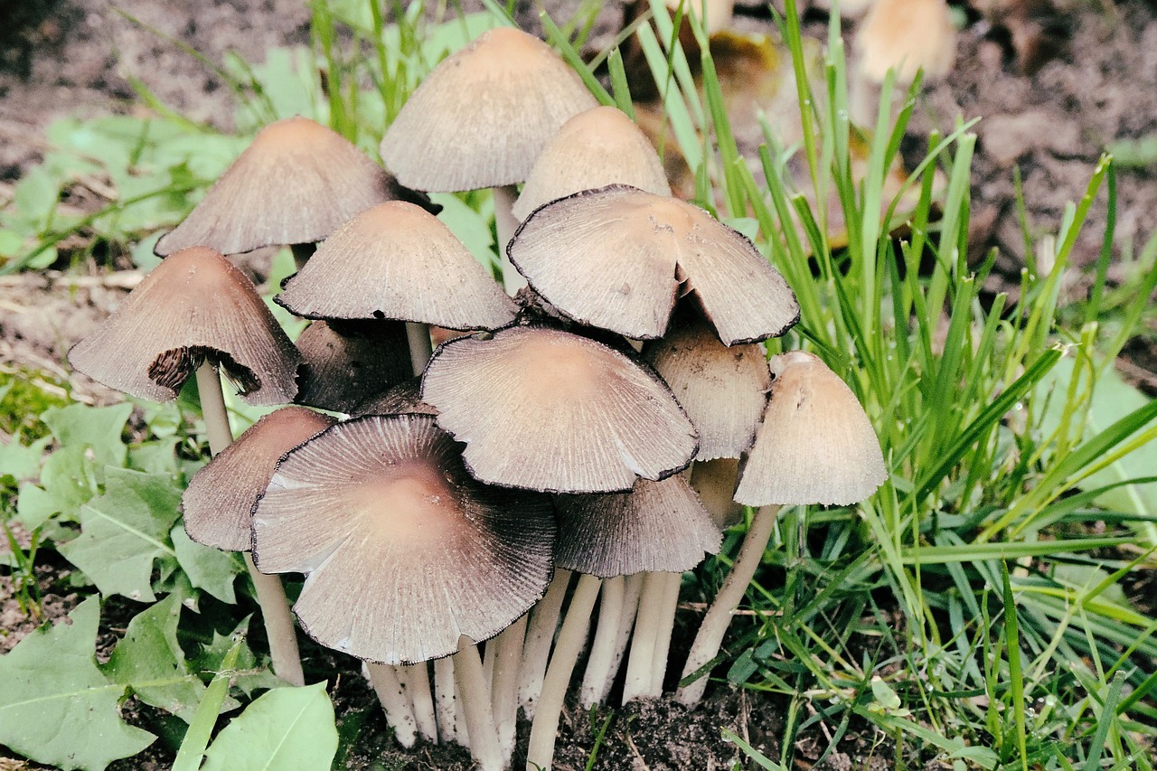 mushrooms forest nature free photo