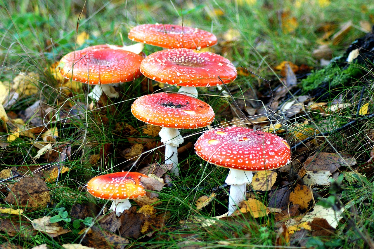 mushrooms fly agarics forest free photo