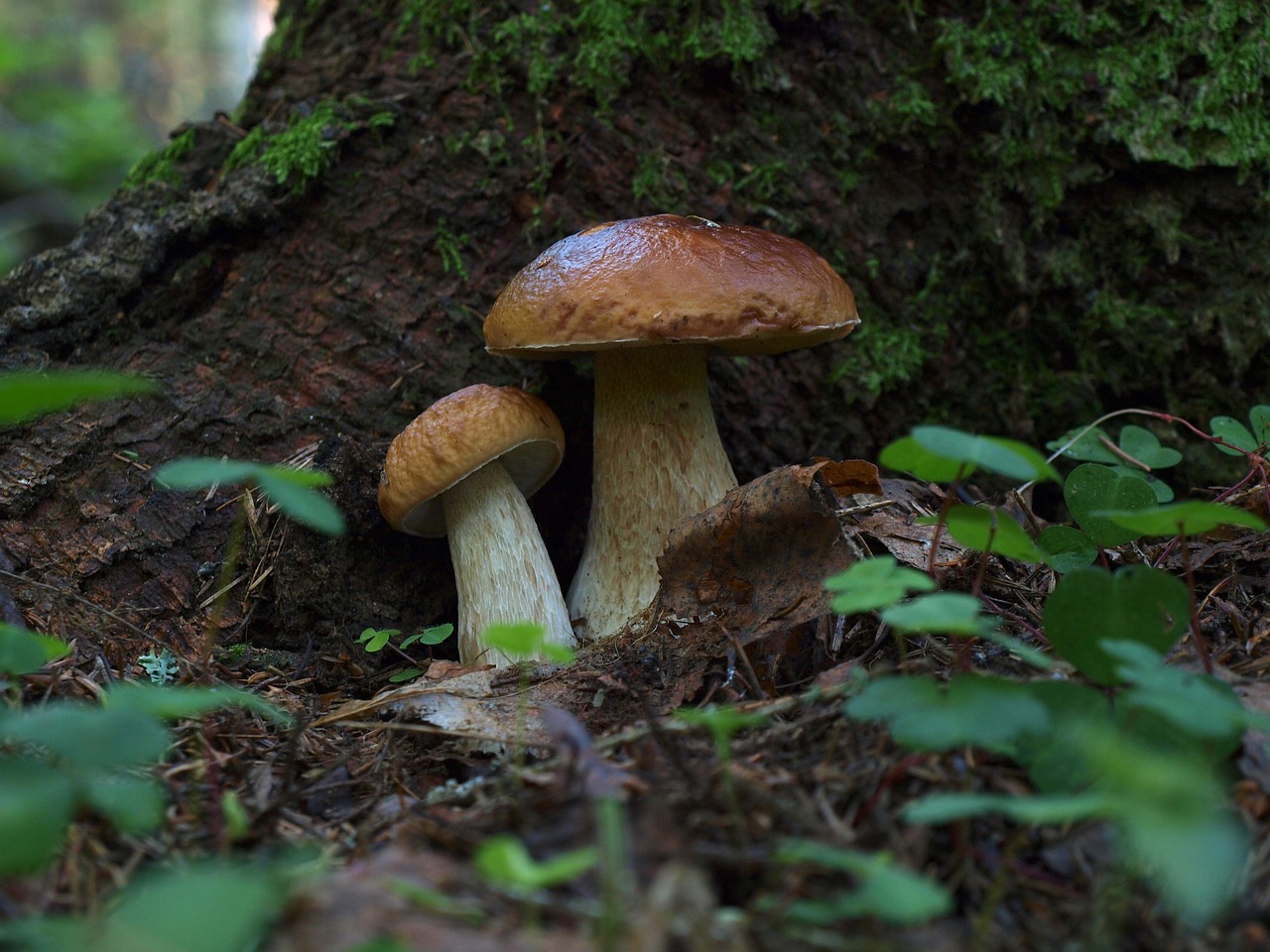 mushrooms white mushroom forest free photo