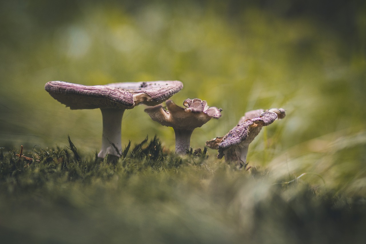 mushrooms forest nature free photo