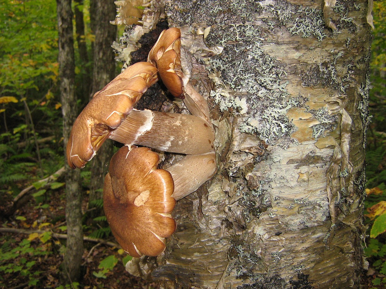 mushrooms log forest free photo