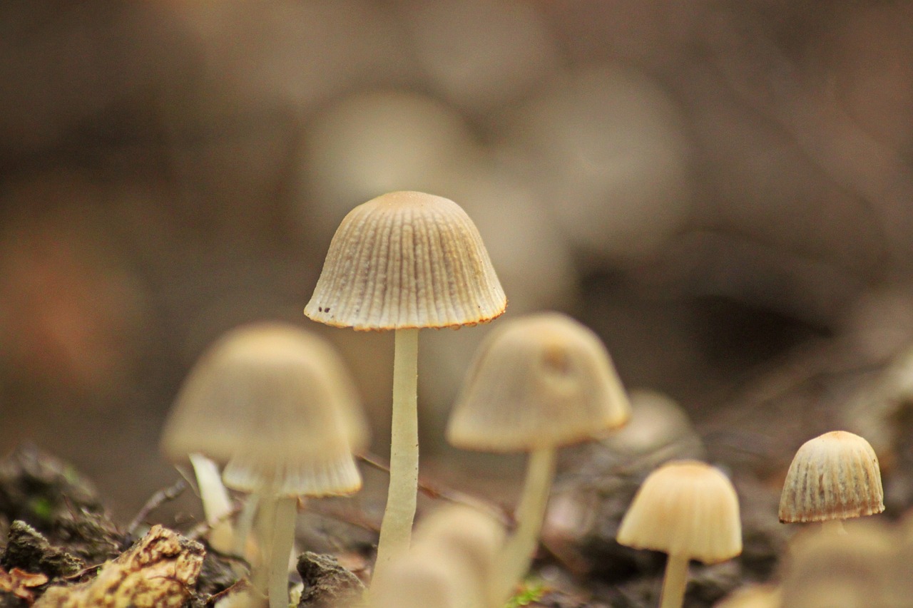 mushrooms forest nature free photo