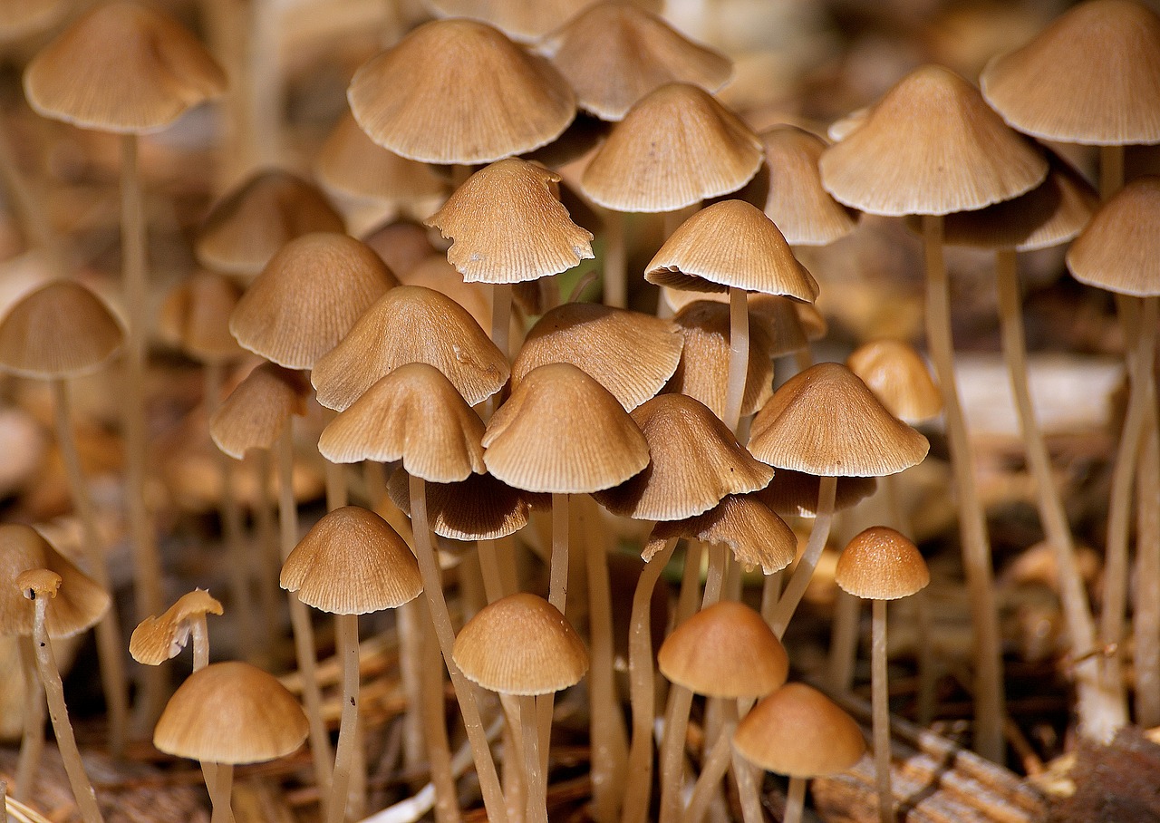 mushrooms forest autumn free photo