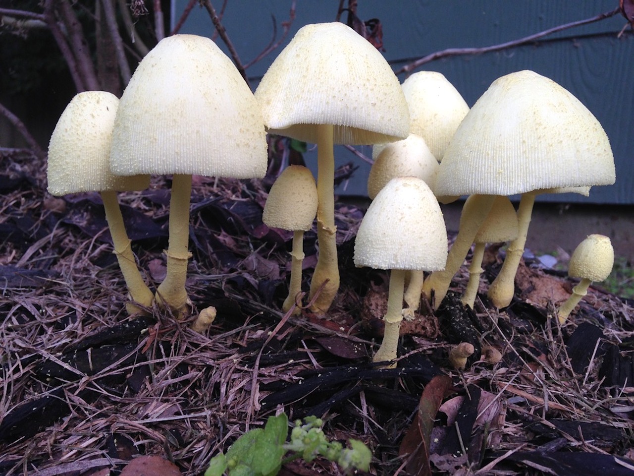 mushrooms toadstools fungi free photo