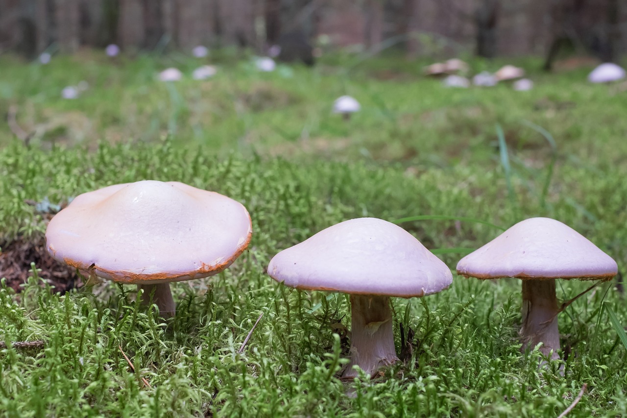 mushrooms forest three free photo