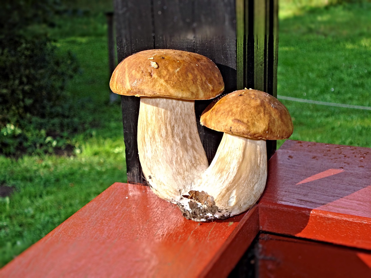 porcini mushrooms mushrooms plant free photo