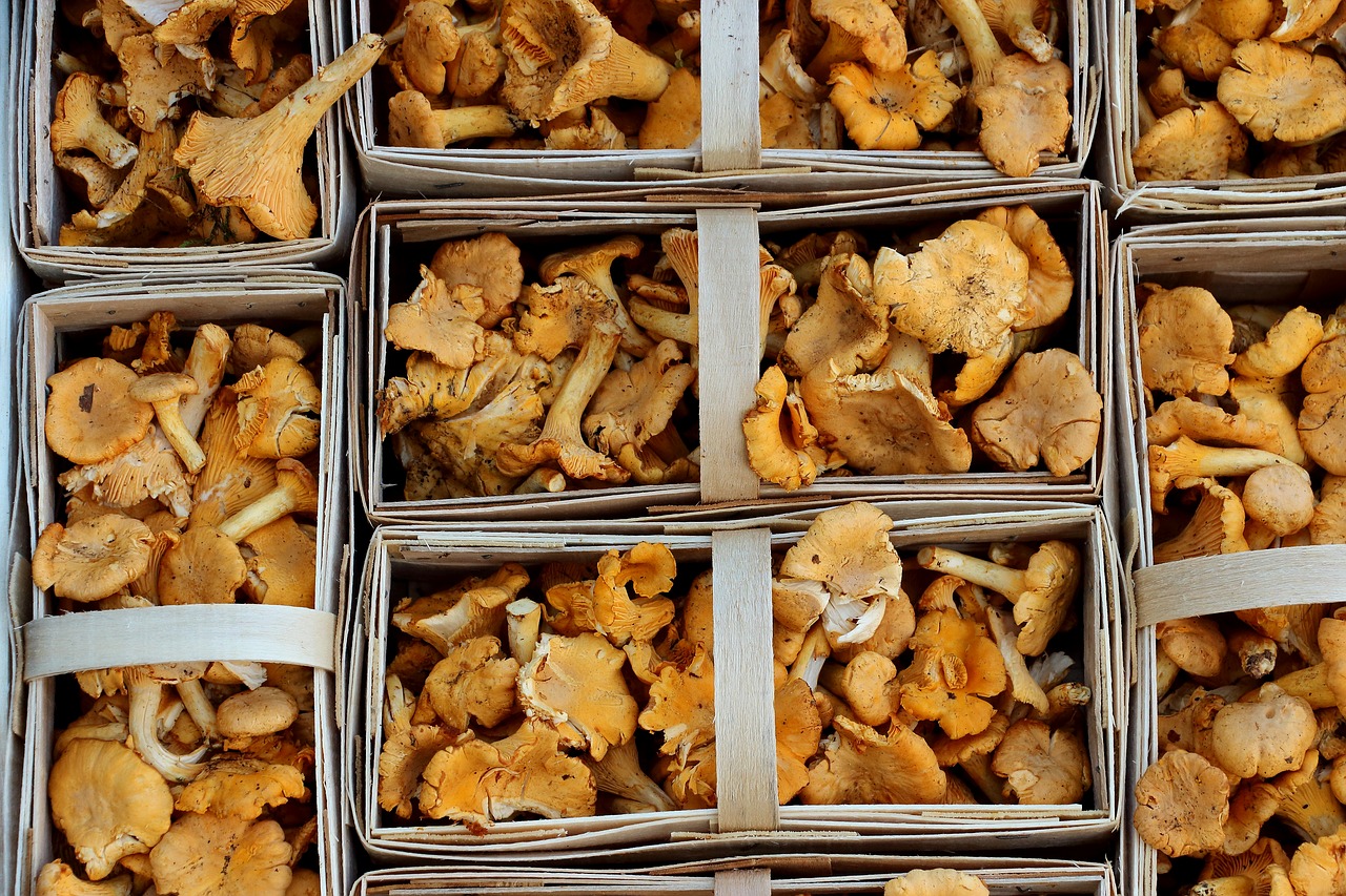 mushrooms chanterelles market free photo