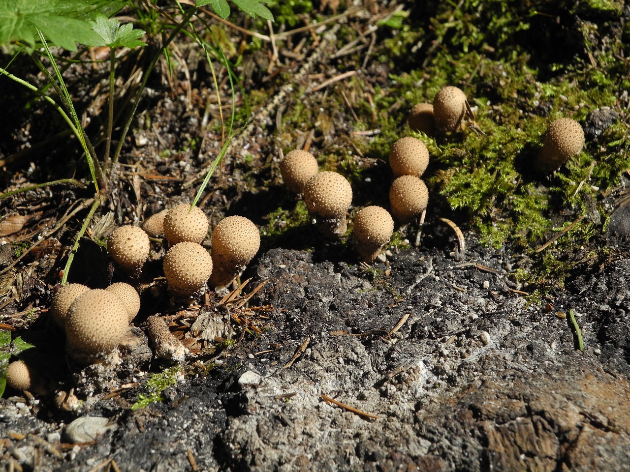 bowist mushrooms small free photo