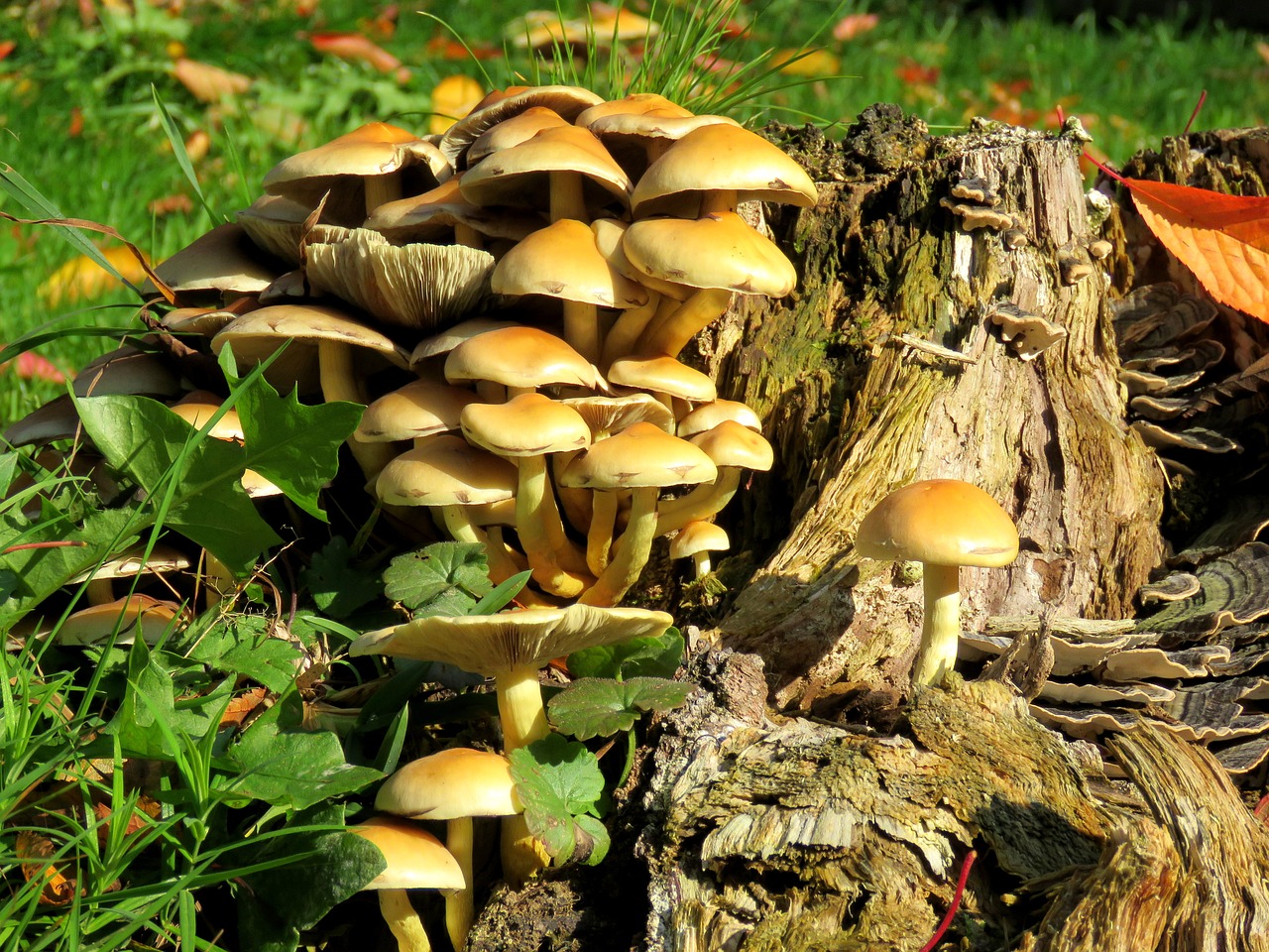 mushrooms tree stump autumn free photo