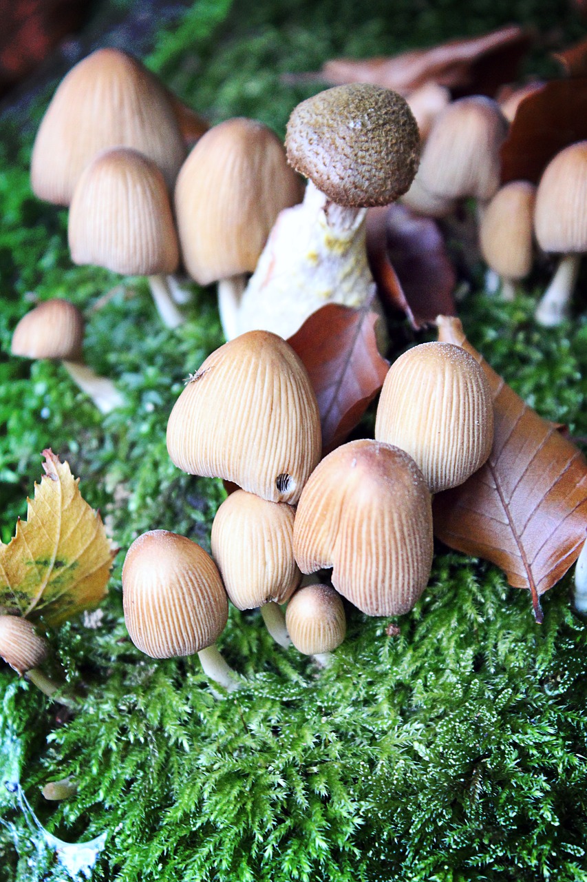 mushrooms forest nature free photo