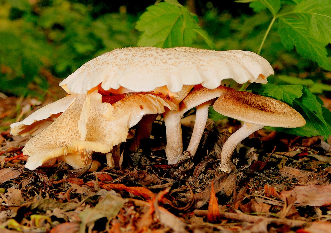 mushrooms mushroom picking forest mushroom free photo