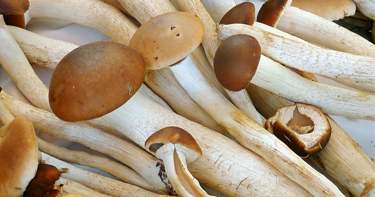 mushrooms autumn nature free photo