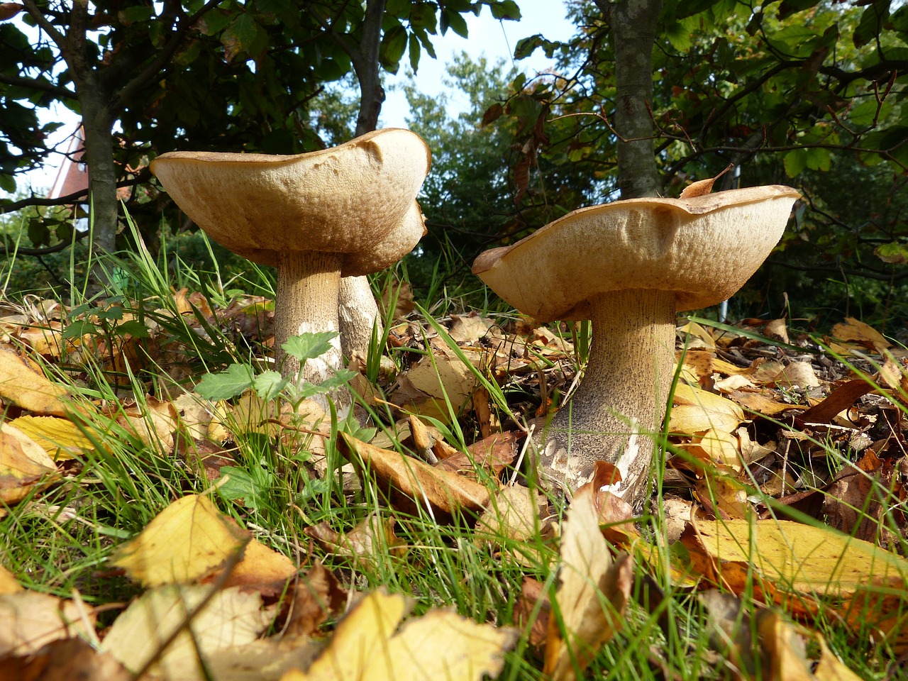 mushrooms autumn nature free photo